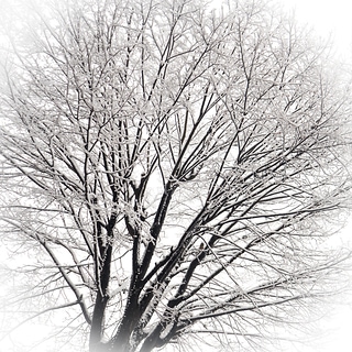 雪與樹