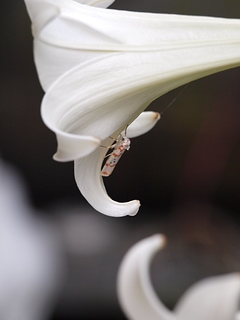 百合花下秀氣的蛾