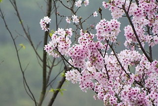 吉野櫻