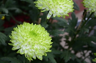 菊花