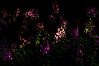 夜晚花朵