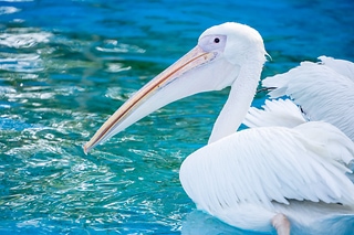 白鵜鶘 動物 池塘white pelican swimming ペリカン