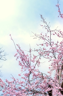 櫻花 さうら 桜 シダレザクラ 枝垂れ cherry blossom