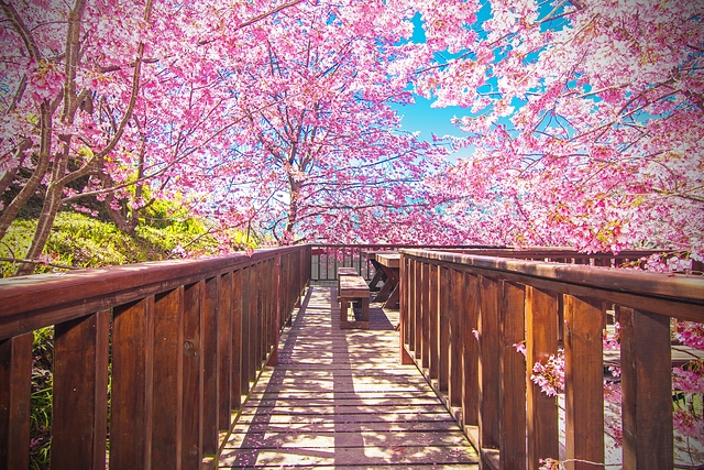 阿財伯觀光果園櫻花