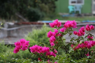 IMG_2096