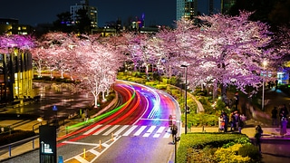 六本木 夜櫻
