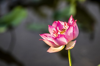 尤俊傑 - 蜂荷日麗