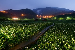 夜之華