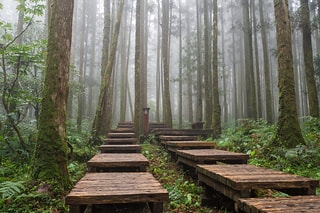 明池森林 The Ming-Tze Forest