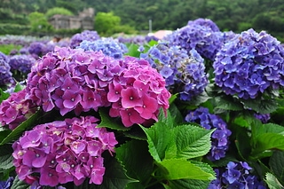 陽明山繡球花