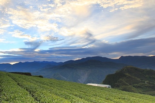 Taiwan 台灣 隙頂茶園