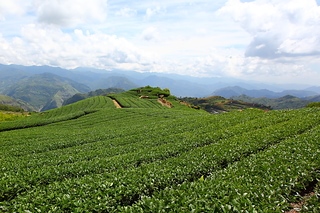Taiwan 台灣 隙頂茶園