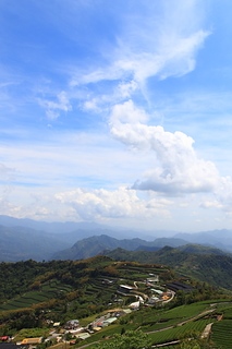 Taiwan 台灣 隙頂茶園