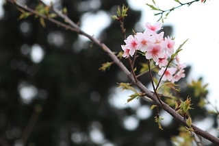 Taiwan 台灣櫻花