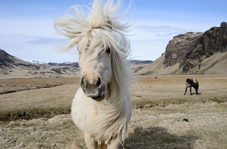 Icelandic horse 冰島長髮馬