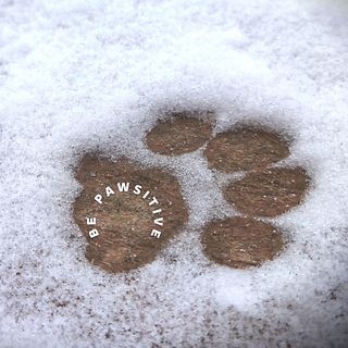 be positive,  be pawsitive