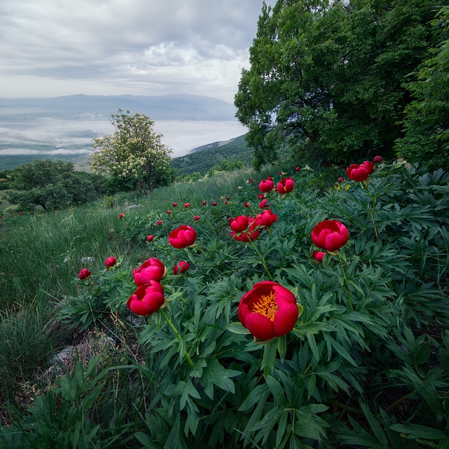 Spring morning at Konyavska mountain