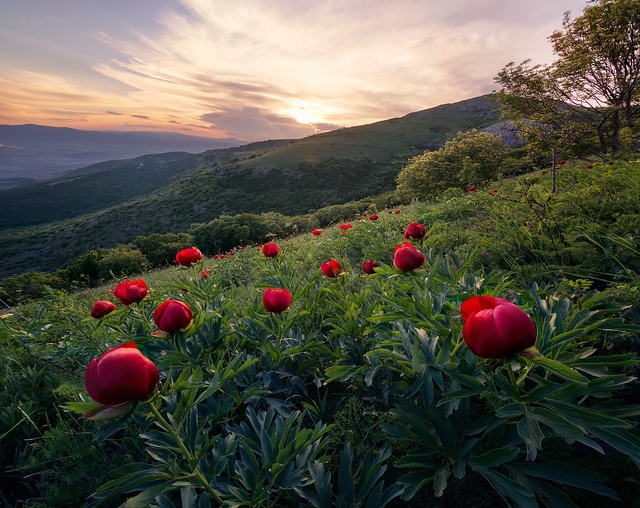 Wild peonies