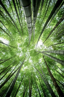 竹梢