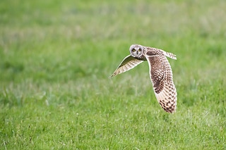 Flight of Eared owl