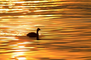 Immerso nell'oro