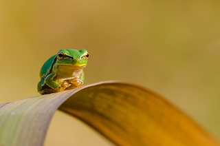 Hyla intermedia