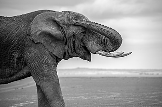Black and white elephant