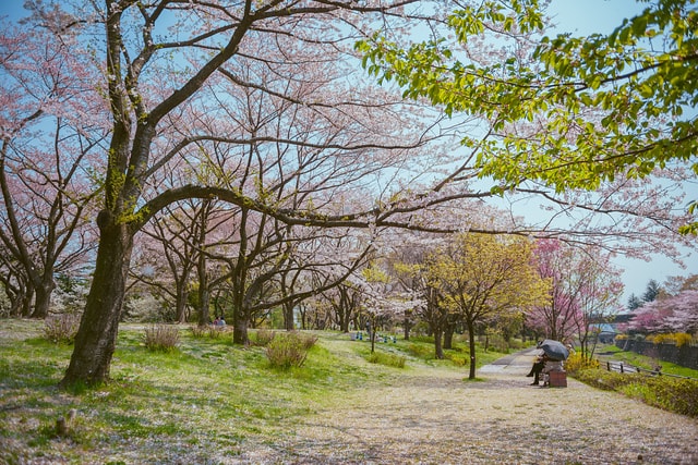 櫻花