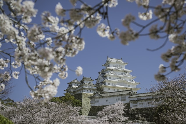 姬路城櫻花
